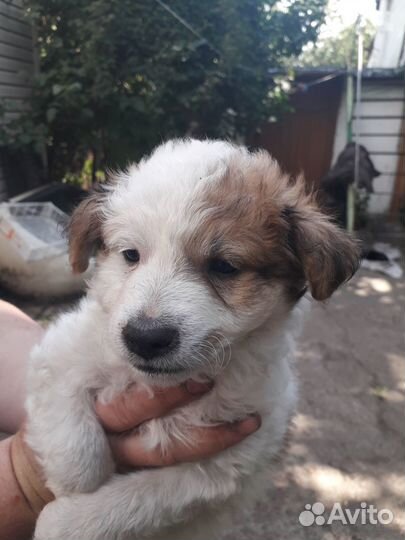 Щенки дворняжки мальчик и 2 девочки