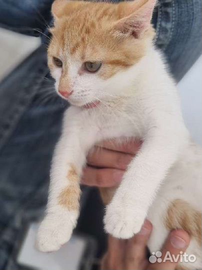 Котенок в самые добрые руки