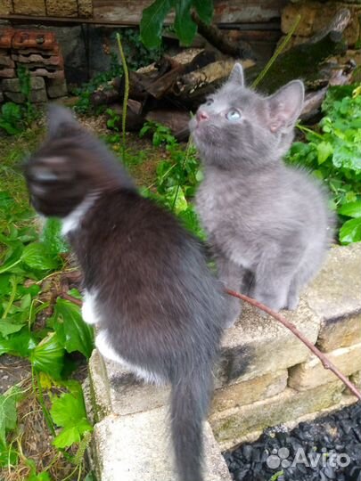 Отдам котят бесплатно в добрые руки