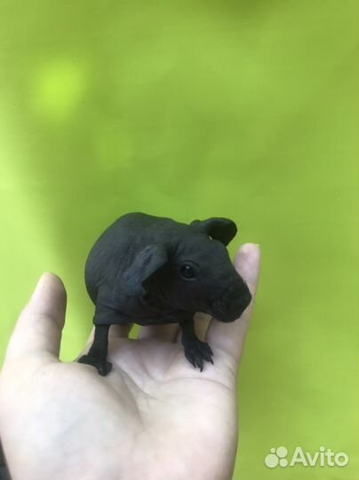 Морская свинка скинни