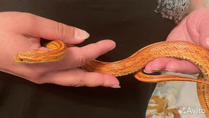 Маисовый полоз с террариумом