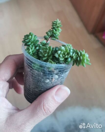 Суккулент кремноседум литл джем