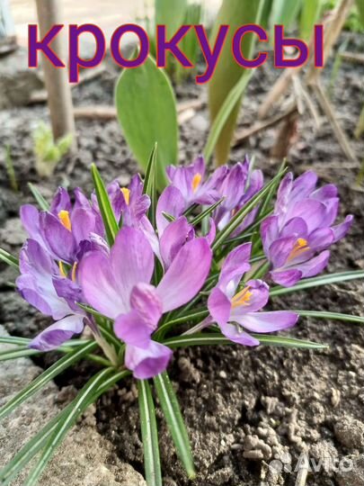 Многолетние цветы