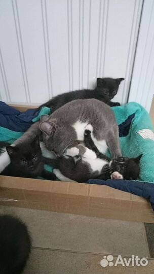 Котята в добрые руки