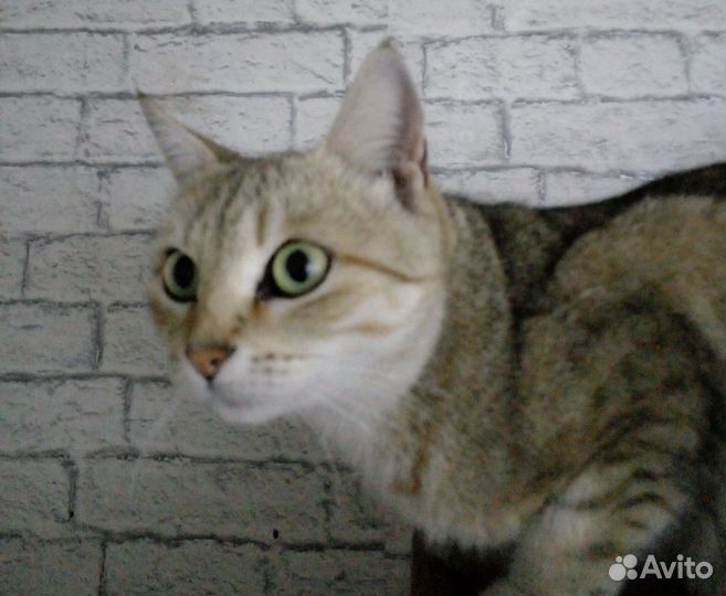 Кошка в дар бесплатно