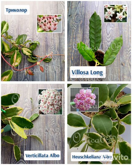 Хойя на срез и укорененная