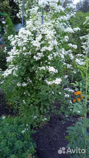 Саженцы клематиса