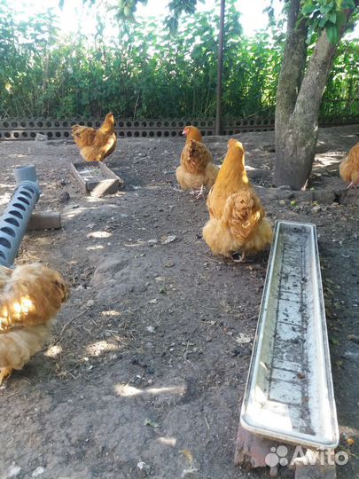 Куры орпенгтон палевый