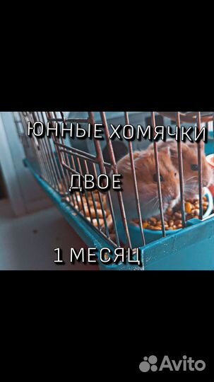 Джунгарские хомячки