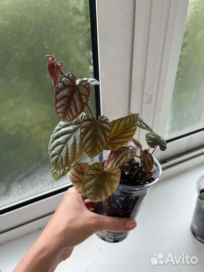 Циссус дисколор (антарктический)