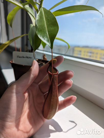 Непентес Вентрата хищное растение