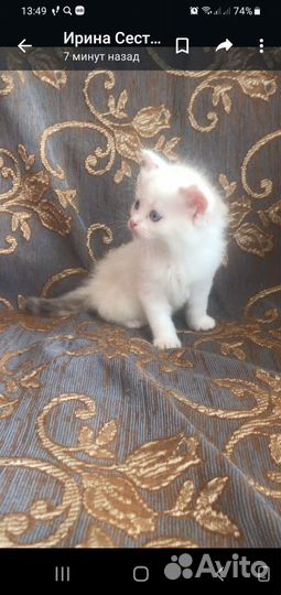 Кошечки