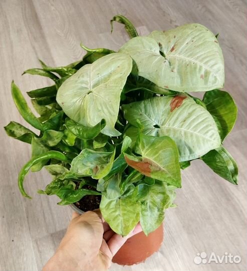 Сигнониум, Хлорофитум, Хедера плющ, алое