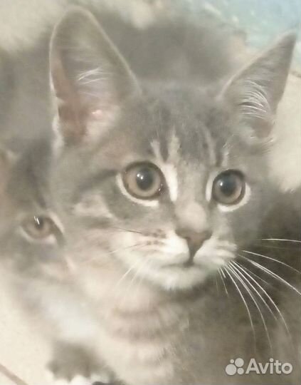 Котенок метис мейн-куна