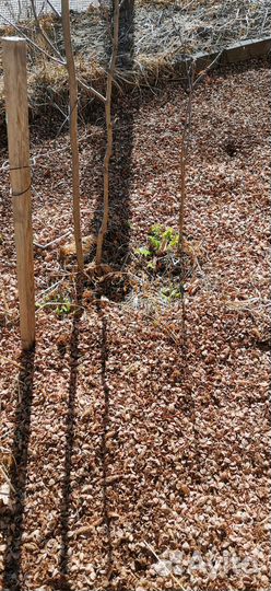 Шелуха шишки кедровой