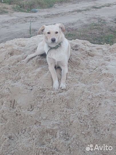 Метис лабрадора