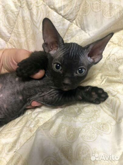 Котенок Сфинкс