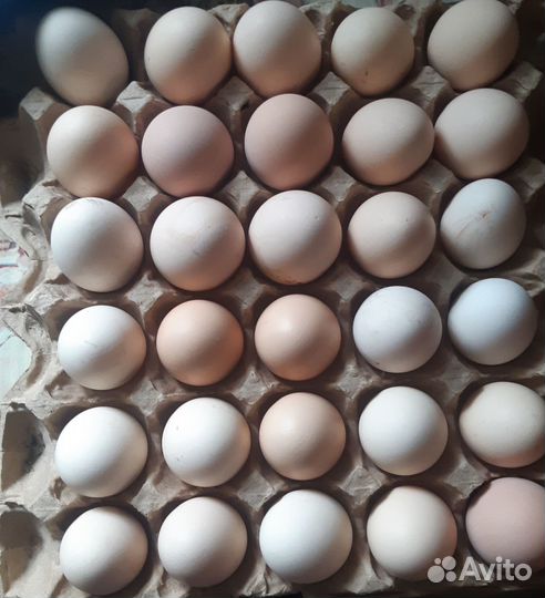 Домашние куриные яйца