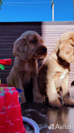 Кокер спаниель