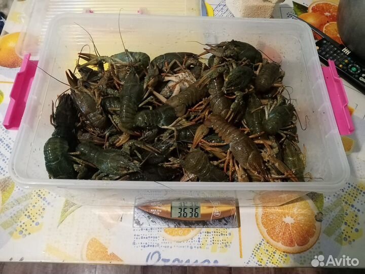 Живые раки оптом