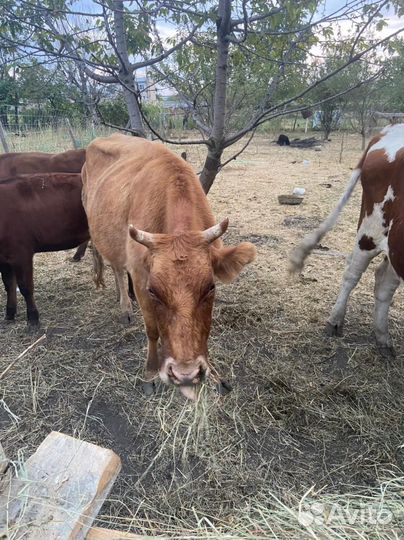 Телята телочки