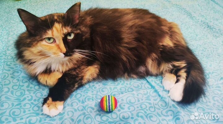 Отдам кошку