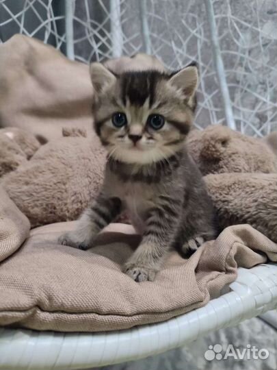 Британские котята
