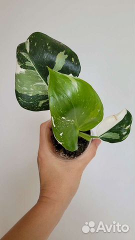 Филодендрон