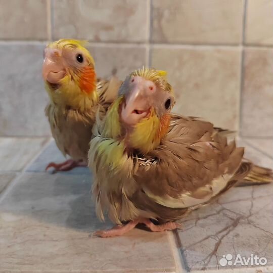 Попугаи птенцы выкормыши