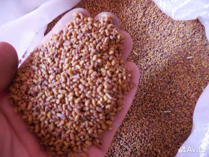 Семена козлятника