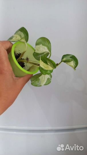 Сциндапсус, эпипремнум марбел apple