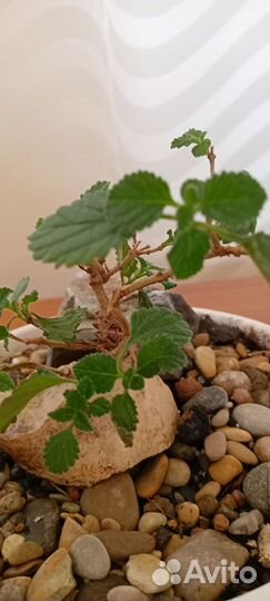 Бонсай Лантана (природник из Турции)