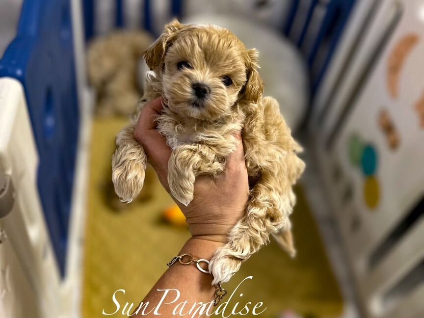 Micro Maltipoo f-1 Беби Фейс Крови Корея