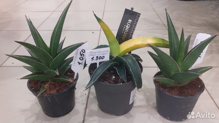 Сансевиерия разных сортов