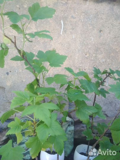 Смородина черная Фаворит - саженцы