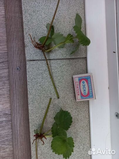 Рассада клубники