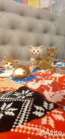 Котята мейн-кун