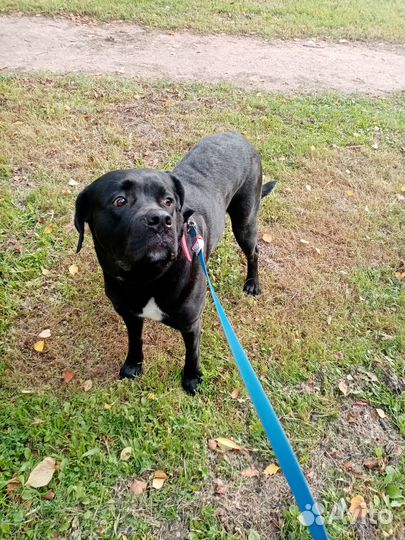 Выгул собак и кошек