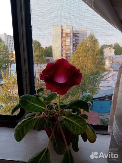 Цветы