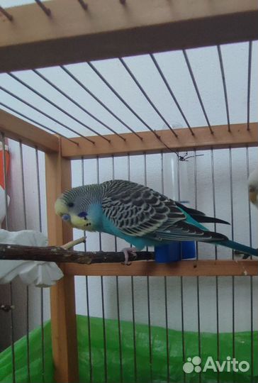 Волнистый попугай пара с клеткой