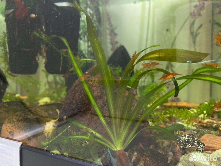 Улитки мелании, роголистник, валлиснерия, элодея