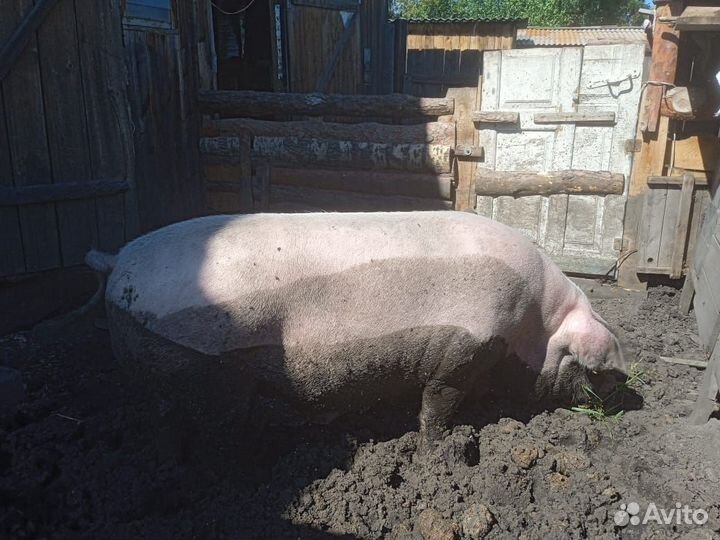 Супоросная свиноматка