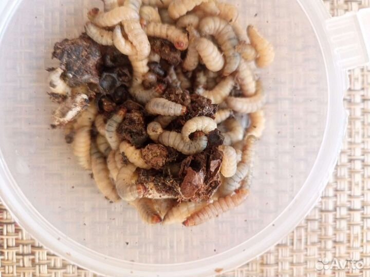 Наживка для рыбалки (личинка восковой моли)