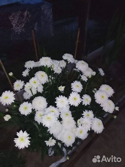 Махровая ромашка неземной красоты