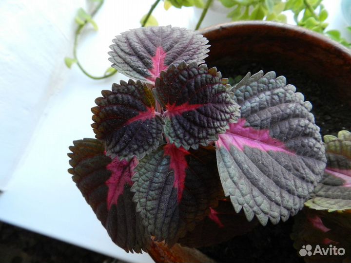 Комнатные цветы