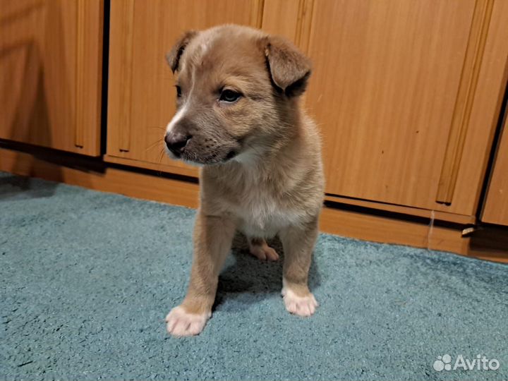Красавчик в добрые руки