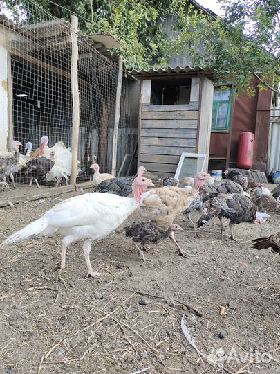 Индюки домашние