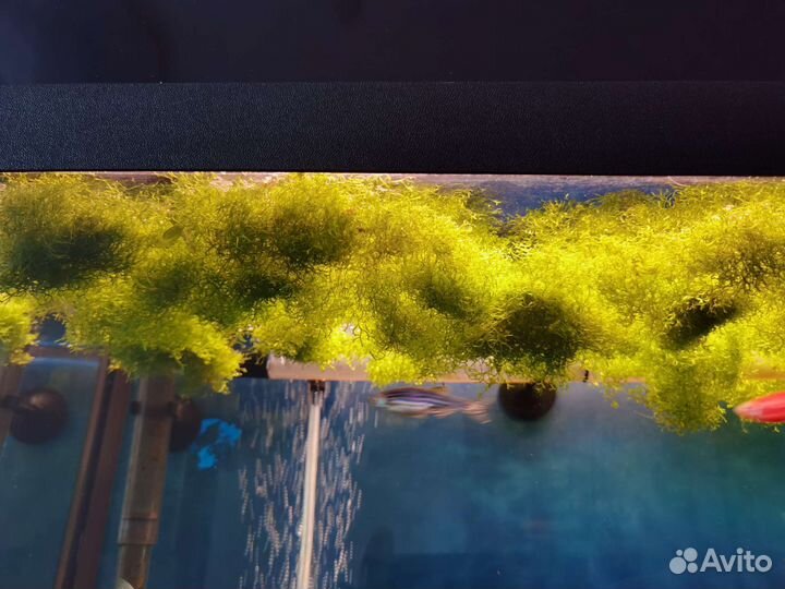 Аквариумное растение Риччия