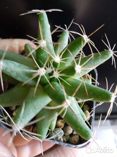 Маммиллярия (далихотелле) лонгимамма