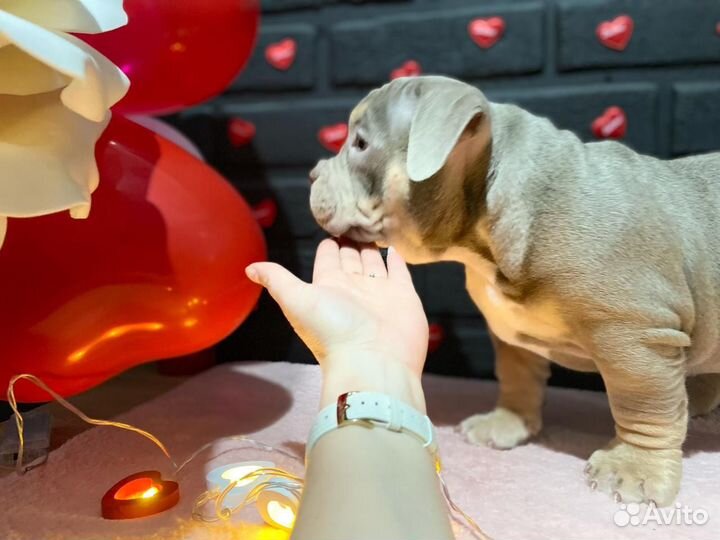 Американский булли покет